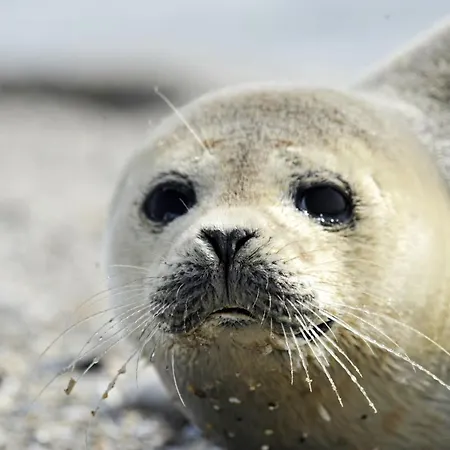 Am Sahlenburger As11 *